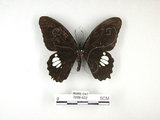 中文名:無尾白紋鳳蝶(2889-932)學名:Papilio castorRothschild subsp. formosanus(2889-932)