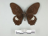 中文名:無尾白紋鳳蝶(2909-687)學名:Papilio castorRothschild subsp. formosanus(2909-687)