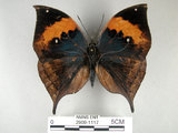 中文名:枯葉蝶(2909-1117)學名: i Kallima inachis formosana /i  Fruhstorfer, 1912 (2909-1117)