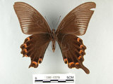 中文名:琉璃帶鳳蝶(1282-17276)學名:Papilio bianorSonan subsp. kotoensis(1282-17276)