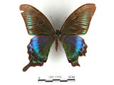 中文名:琉璃帶鳳蝶(1282-17276)學名:Papilio bianorSonan subsp. kotoensis(1282-17276)