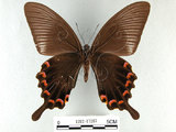 中文名:琉璃帶鳳蝶(1282-17287)學名:Papilio bianorSonan subsp. kotoensis(1282-17287)