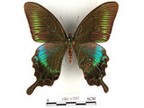 中文名:琉璃帶鳳蝶(1282-17287)學名:Papilio bianorSonan subsp. kotoensis(1282-17287)