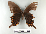 中文名:琉璃帶鳳蝶(1282-18114)學名:Papilio bianorSonan subsp. kotoensis(1282-18114)