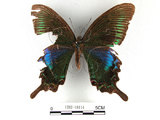 中文名:琉璃帶鳳蝶(1282-18114)學名:Papilio bianorSonan subsp. kotoensis(1282-18114)