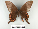 中文名:琉璃帶鳳蝶(1282-18288)學名:Papilio bianorSonan subsp. kotoensis(1282-18288)