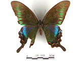 中文名:琉璃帶鳳蝶(1282-18288)學名:Papilio bianorSonan subsp. kotoensis(1282-18288)