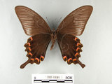 中文名:琉璃帶鳳蝶(1282-18301)學名:Papilio bianorSonan subsp. kotoensis(1282-18301)