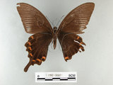 中文名:琉璃帶鳳蝶(1282-18307)學名:Papilio bianorSonan subsp. kotoensis(1282-18307)