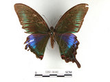 中文名:琉璃帶鳳蝶(1282-18307)學名:Papilio bianorSonan subsp. kotoensis(1282-18307)