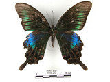中文名:琉璃帶鳳蝶(2909-495)學名:Papilio bianorSonan subsp. kotoensis(2909-495)