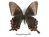 中文名:琉璃帶鳳蝶(2909-709)學名:Papilio bianorSonan subsp. kotoensis(2909-709)