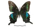 中文名:琉璃帶鳳蝶(2909-709)學名:Papilio bianorSonan subsp. kotoensis(2909-709)