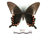 中文名:琉璃帶鳳蝶(3209-437)學名:Papilio bianorSonan subsp. kotoensis(3209-437)