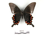 中文名:琉璃帶鳳蝶(4219-126)學名:Papilio bianorSonan subsp. kotoensis(4219-126)