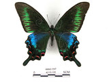 中文名:琉璃帶鳳蝶(4219-126)學名:Papilio bianorSonan subsp. kotoensis(4219-126)