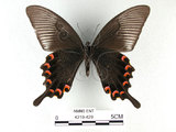 中文名:琉璃帶鳳蝶(4219-429)學名:Papilio bianorSonan subsp. kotoensis(4219-429)