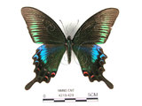 中文名:琉璃帶鳳蝶(4219-429)學名:Papilio bianorSonan subsp. kotoensis(4219-429)