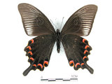 中文名:琉璃帶鳳蝶(4219-349)學名:Papilio bianorSonan subsp. kotoensis(4219-349)