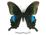 中文名:琉璃帶鳳蝶(4219-349)學名:Papilio bianorSonan subsp. kotoensis(4219-349)