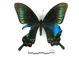 中文名:琉璃帶鳳蝶(4219-422)學名:Papilio bianorSonan subsp. kotoensis(4219-422)