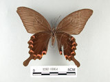 中文名:台灣烏鴉鳳蝶(1282-16954)學名:Papilio dialisMurayama subsp. tatsuta(1282-16954)