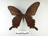 中文名:台灣烏鴉鳳蝶(1282-17010)學名:Papilio dialisMurayama subsp. tatsuta(1282-17010)