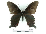 中文名:台灣烏鴉鳳蝶(1282-17076)學名:Papilio dialisMurayama subsp. tatsuta(1282-17076)