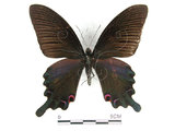 中文名:台灣烏鴉鳳蝶(1282-16887)學名:Papilio dialisMurayama subsp. tatsuta(1282-16887)