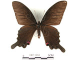 中文名:台灣烏鴉鳳蝶(1282-16751)學名:Papilio dialisMurayama subsp. tatsuta(1282-16751)