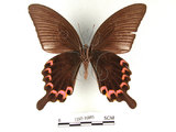 中文名:台灣烏鴉鳳蝶(1282-16805)學名:Papilio dialisMurayama subsp. tatsuta(1282-16805)
