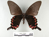 中文名:台灣烏鴉鳳蝶(1282-17059)學名:Papilio dialisMurayama subsp. tatsuta(1282-17059)