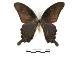 學名:Papilio dialisMurayama subsp. tatsuta(1282-16733)