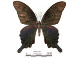 中文名:台灣烏鴉鳳蝶(2909-1618)學名:Papilio dialisMurayama subsp. tatsuta(2909-1618)