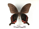中文名:台灣烏鴉鳳蝶(2909-439)學名:Papilio dialisMurayama subsp. tatsuta(2909-439)