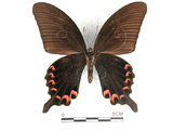 中文名:台灣烏鴉鳳蝶(2909-1578)學名:Papilio dialisMurayama subsp. tatsuta(2909-1578)