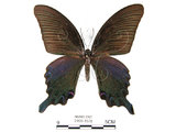 中文名:台灣烏鴉鳳蝶(2909-1578)學名:Papilio dialisMurayama subsp. tatsuta(2909-1578)
