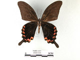 中文名:台灣烏鴉鳳蝶(2909-234)學名:Papilio dialisMurayama subsp. tatsuta(2909-234)