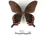 中文名:台灣烏鴉鳳蝶(2909-1172)學名:Papilio dialisMurayama subsp. tatsuta(2909-1172)
