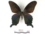 中文名:台灣烏鴉鳳蝶(2909-1172)學名:Papilio dialisMurayama subsp. tatsuta(2909-1172)