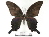 中文名:台灣烏鴉鳳蝶(2909-1641)學名:Papilio dialisMurayama subsp. tatsuta(2909-1641)