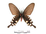 中文名:台灣麝香鳳蝶(1282-17122)學名:Byasa impediens(Fruhstorfer) subsp. febanus(1282-17122)