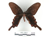 中文名:麝香鳳蝶(1282-16812)學名:Byasa alcinous(Fruhstorfer) subsp. mansonensis(1282-16812)