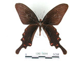 中文名:麝香鳳蝶(1282-16994)學名:Byasa alcinous(Fruhstorfer) subsp. mansonensis(1282-16994)