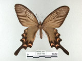 中文名:麝香鳳蝶(2909-196)學名:Byasa alcinous(Fruhstorfer) subsp. mansonensis(2909-196)