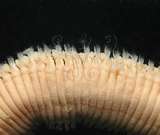 中文名:扁猶帝蟲(002654-00055)學名:Eurythoe complanata (Pallas, 1766)(002654-00055)