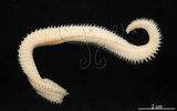 中文名:扁猶帝蟲(003000-00035)學名:Eurythoe complanata (Pallas, 1766)(003000-00035)