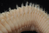 中文名:扁猶帝蟲(006884-00002)學名:Eurythoe complanata (Pallas, 1766)(006884-00002)