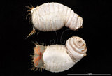 中文名:不倒翁蟲(002433-00006)學名:Sternaspis sculata (Renier, 1807)(002433-00006)