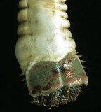 中文名:不倒翁蟲(003232-00013)學名:Sternaspis sculata (Renier, 1807)(003232-00013)